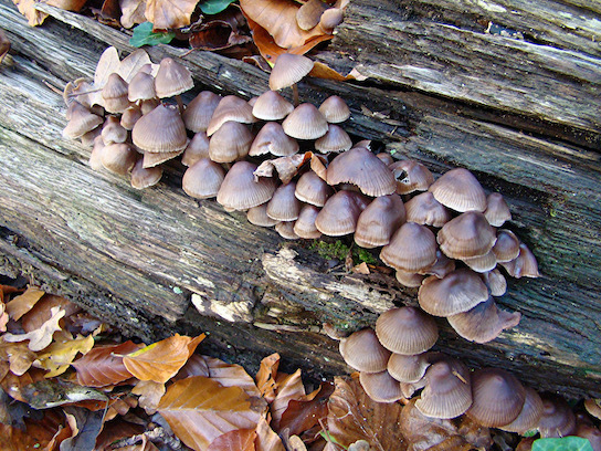 bonnets